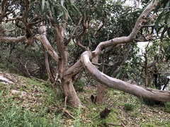 Eucalyptus globulus globulus