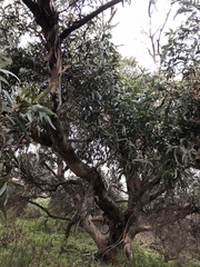 Eucalyptus globulus globulus
