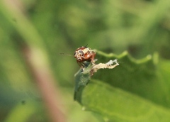 Pachybrachis bivittatus