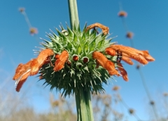Leonotis ocymifolia