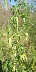 Leonotis ocymifolia