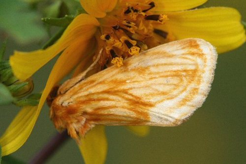 Goldenrod stowaway photo 5