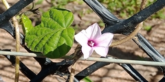 Ipomoea magnusiana