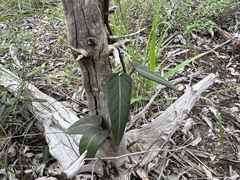 Parsonsia eucalyptophylla