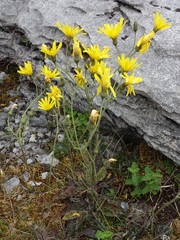 Hieracium glaucinum similatum