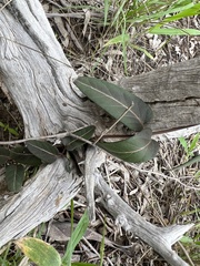 Parsonsia eucalyptophylla