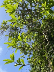 Genipa
