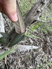 Parsonsia eucalyptophylla