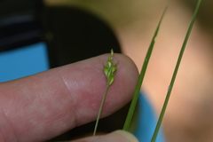 Carex willdenowii