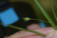 Carex willdenowii