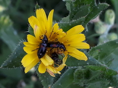 Divales bipustulatus