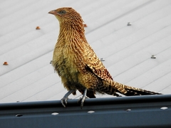 Pheasant Coucal photo 2