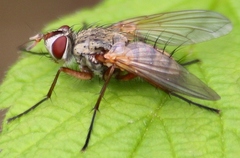 Cryptomeigenia