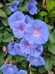 Ipomoea indica