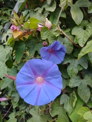Ipomoea indica