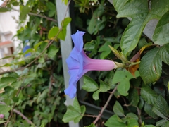 Ipomoea indica