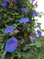 Ipomoea indica