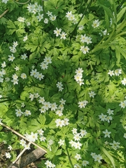 Anemonastrum flaccidum