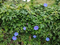 Ipomoea indica