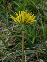 Taraxacum palustre