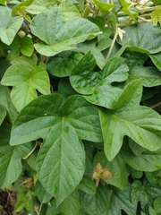 Ipomoea indica