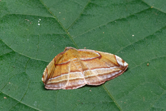 Loxotephria