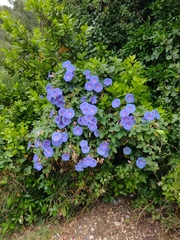 Ipomoea indica