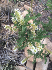 Eysenhardtia orthocarpa