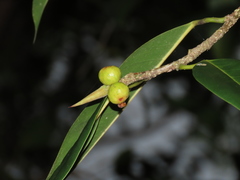 Ficus maclellandii