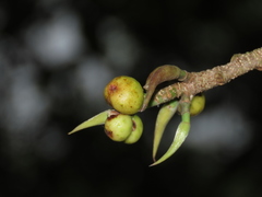 Ficus maclellandii
