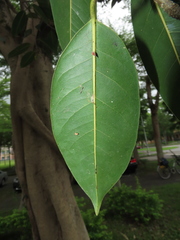 Ficus maclellandii