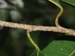 Ficus maclellandii