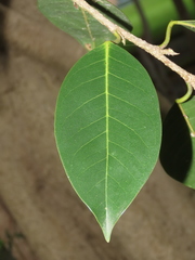Ficus maclellandii