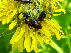 Divales bipustulatus