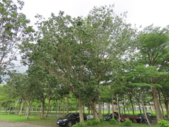 Ficus maclellandii