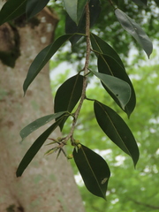 Ficus maclellandii