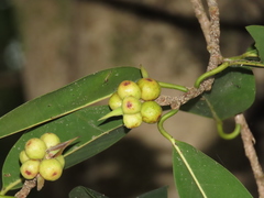 Ficus maclellandii