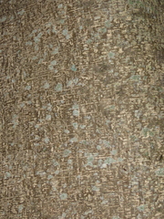 Ficus maclellandii