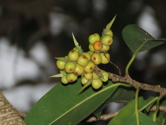 Ficus maclellandii