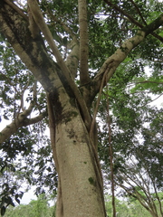 Ficus maclellandii