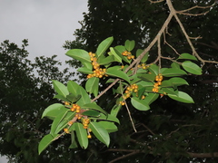 Ficus maclellandii
