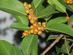 Ficus maclellandii