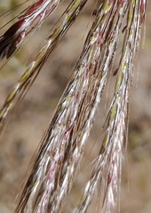Bothriochloa insculpta