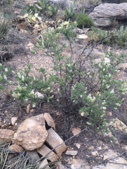 Eysenhardtia orthocarpa