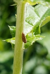Agalliini