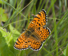 Melitaea arduinna