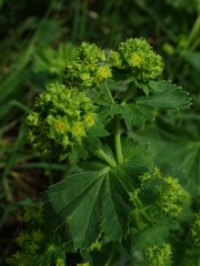 Alchemilla xanthochlora