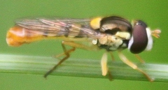 Sphaerophoria contigua
