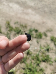 Meloe brevicollis