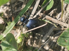 Meloe brevicollis